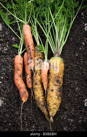 Tas de carottes fraîches in vegetable garden Banque D'Images