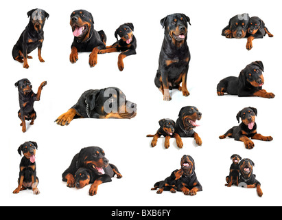 Image composite avec chiot rottweiler pure race adultes et dans un fond blanc Banque D'Images