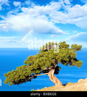 En arc-en-ciel nuageux au-dessus de l'été bleu arbre Juniper sur la roche et la mer ('Novyj Svit' réserver, Crimea, Ukraine). Banque D'Images