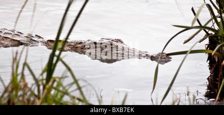 Dans l'eau la moitié submergé crocodile Banque D'Images