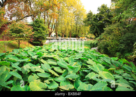 Le taro (Colocasia esculenta) plantation dans le village de Furnas. L'île de São Miguel, Açores, Portugal. Banque D'Images
