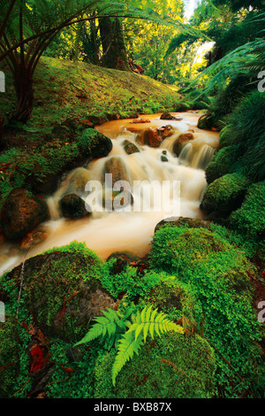 Des cours d'eaux thermiques et ferreux dans la végétation luxuriante du Parc Terra Nostra, Açores, Portugal Banque D'Images