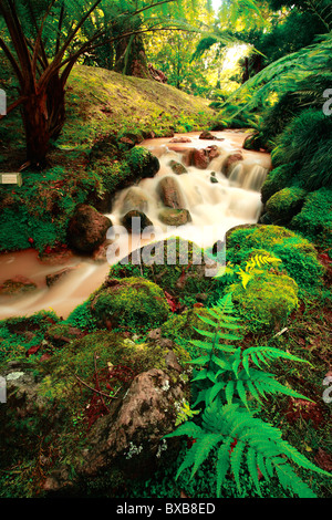 Des cours d'eaux thermales en métaux ferreux Parque Terra Nostra. Furnas, Açores Banque D'Images