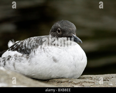 Guillemot à miroir (Cepphus columba Pigeon en plumage d'hiver) Banque D'Images