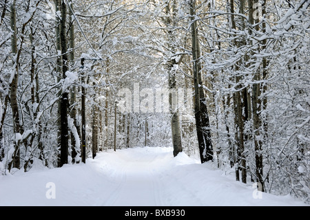 Neigeux ou Snow-Covered Road, route ou chemin à travers la forêt ou la forêt, Blieux, Alpes de Haute-Provence, France Banque D'Images
