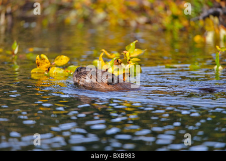 Castor du Canada (Castor canadensis) natation dans un étang dans le parc national Denali, Alaska Banque D'Images