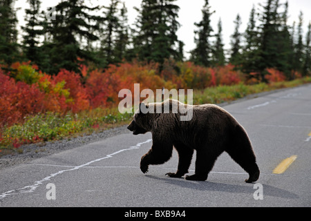 Ours brun (Ursus arctos) qui traversent la route, le parc national Denali, Alaska Banque D'Images