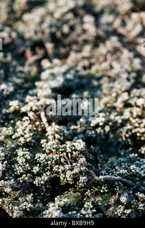 Mentha requienii couvert de givre, la menthe Corse, en novembre Banque D'Images