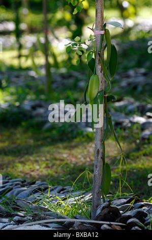 Plantation de vanille au domaine de l'Union européenne, sur la côte sud-ouest de l'île La Digue aux Seychelles Banque D'Images