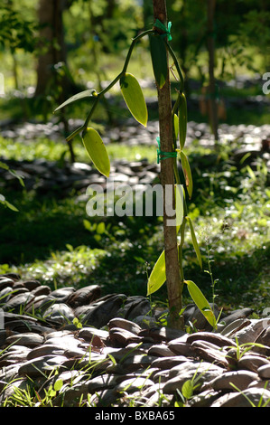 Plantation de vanille au domaine de l'Union européenne, sur la côte sud-ouest de l'île La Digue aux Seychelles Banque D'Images