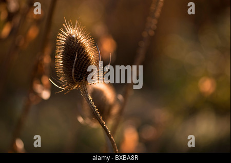 Graines, cardère Dipsacus fullonum, en novembre Banque D'Images