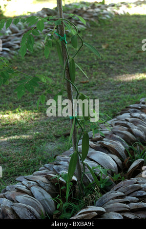 Plantation de vanille au domaine de l'Union européenne, sur la côte sud-ouest de l'île La Digue aux Seychelles Banque D'Images