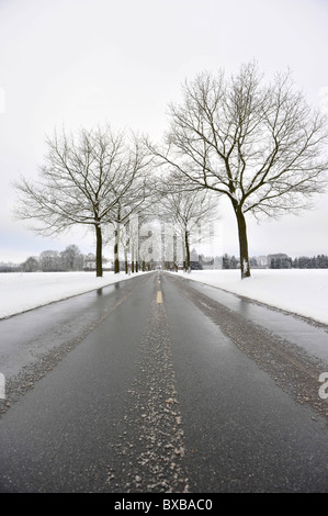 La neige et la glace couverte avenue bordée d'arbres en hiver Banque D'Images