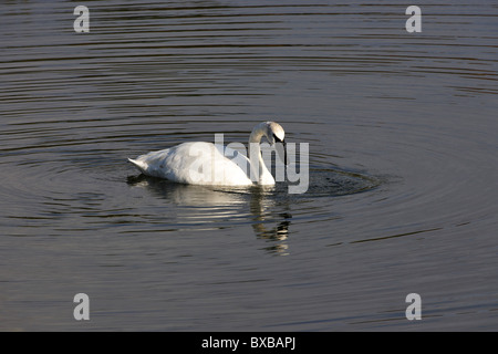 Cygne trompette (Cygnus buccinator), nager dans un étang de castors, à la recherche de nourriture, Denali National Park, Alaska Banque D'Images