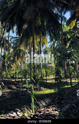 Plantation de vanille au domaine de l'Union européenne, sur la côte sud-ouest de l'île La Digue aux Seychelles Banque D'Images