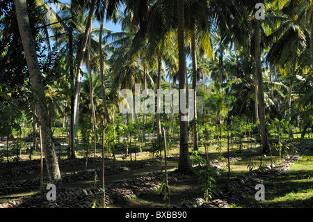 Plantation de vanille au domaine de l'Union européenne, sur la côte sud-ouest de l'île La Digue aux Seychelles Banque D'Images