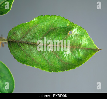 La tavelure (Venturia inaequalis) infection précoce des feuilles et le mycélium Banque D'Images