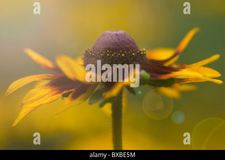 Une seule fleur Rudbeckia hirta - Cone flower avec Sun Flare lens-flare - Banque D'Images