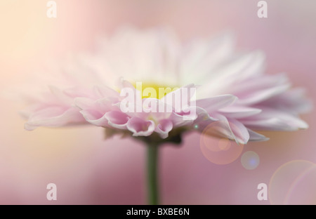 Une seule fleur daisy avec creative Len Flare - Sun Flare Banque D'Images