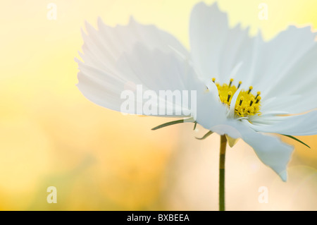 Une seule fleur cosmos avec sun flare - lens flare Banque D'Images