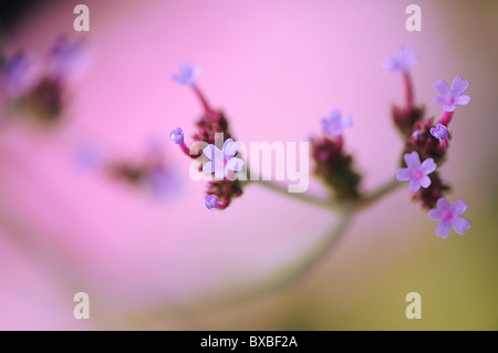 Verbena bonariensis Verveine - Banque D'Images