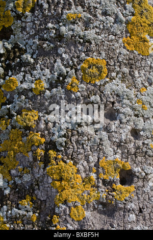 Macro-vision de la texture du chêne vert l'écorce des arbres. Banque D'Images