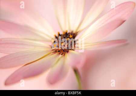 Ostéospermum Palerme Sunadora - série africaine ou de Cape Daisy Banque D'Images