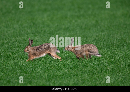 European Brown Hare (Lepus europaeus), buck chasing doe pendant la saison de reproduction, Allemagne Banque D'Images