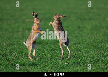 Les lièvres bruns d'Europe (Lepus europaeus) / boxe combats au champ pendant la saison de reproduction, Allemagne Banque D'Images