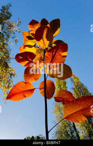 Les feuilles d'automne Cotinus Grace Banque D'Images