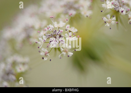 Close-up of Queen Anne's lace fleurs - Daucus carota Banque D'Images