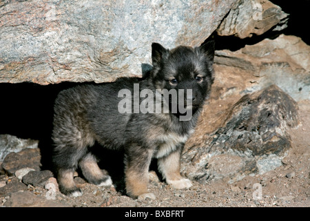 Groenland chien (Canis lupus familiaris), petits chiens de traîneau, Ilulissat, Groenland, West-Greenland Banque D'Images