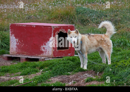Groenland chien (Canis lupus familiaris), chien de traineau et niche, Ilulissat, Groenland, West-Greenland Banque D'Images