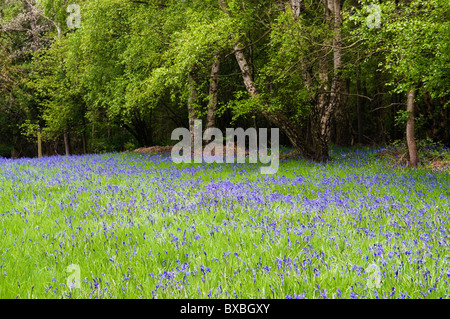 HYACINTHOIDES NON-SCRIPTA COMMON BLUEBELL WOOD WAPPENBURY Banque D'Images