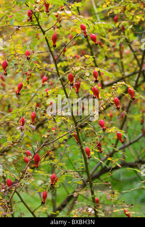 ROSA MOYESII GERANIUM HANCHES Banque D'Images