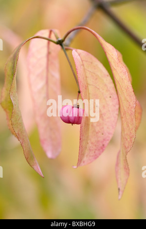 EUONYMUS HAMILTONIANUS arbre de fusée chinoise Banque D'Images