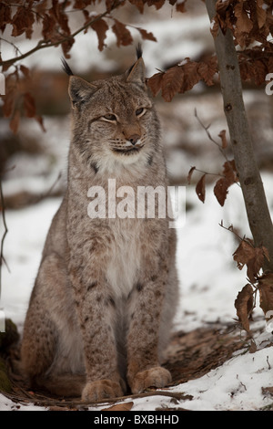 Le Lynx (Lynx lynx), Weilburg zoo, Hesse, Germany, Europe Banque D'Images