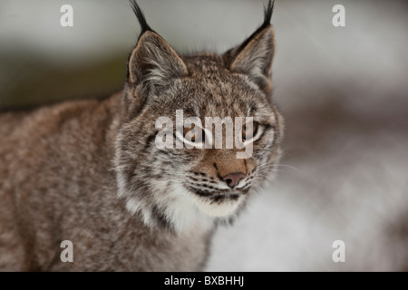 Le Lynx (Lynx lynx), Weilburg zoo, Hesse, Germany, Europe Banque D'Images