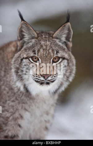 Le Lynx (Lynx lynx), Weilburg zoo, Hesse, Germany, Europe Banque D'Images