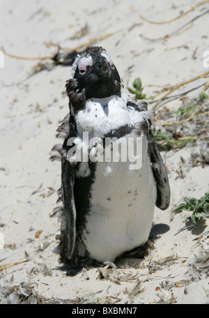 L'Afrique de la mue, le putois ou Jackass Penguin, Spheniscus demersus, spheniscidae. La péninsule du Cap, la Baie des Rochers. Banque D'Images