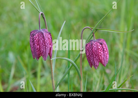 Fleurs d'une tête du serpent (Fritillaria meleagris) dans un pré Banque D'Images