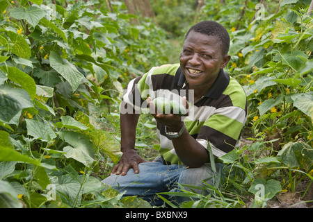 Un agriculteur de Kakata, Libéria affiche concombres récoltés dans son domaine. Banque D'Images