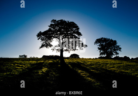 L'Europe, Royaume-Uni, Angleterre, automne chêne surrey Banque D'Images