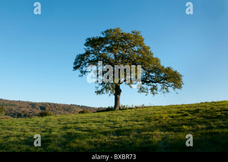 L'Europe, Royaume-Uni, Angleterre, automne chêne surrey Banque D'Images