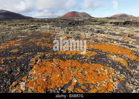 Champ de lave avec les lichens, volcan Caldera Colorada, Lanzarote, Canary Islands, Spain, Europe Banque D'Images