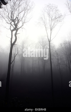 Arbre, sans feuilles, blad, à l'automne, un brouillard épais. Banque D'Images