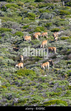 Un grand troupeau de quinze ou commun du Sud de l'éland du Cap, Taurotragus oryx, à la pointe du Cap, Le Cap, Afrique du sud péninsulaire. Banque D'Images