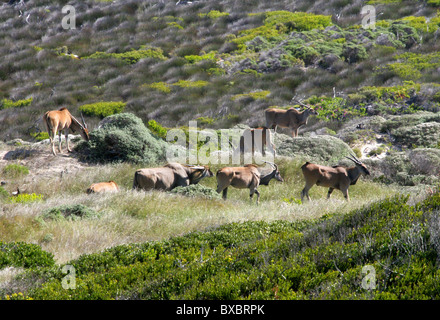 Un groupe de sept ou le sud de l'éland du Cap, Taurotragus oryx, à la pointe du Cap, Le Cap, Afrique du sud péninsulaire. Banque D'Images