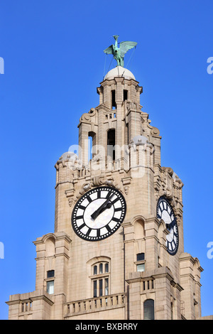 Le liver bird la tour de l'horloge à Liverpool. Banque D'Images