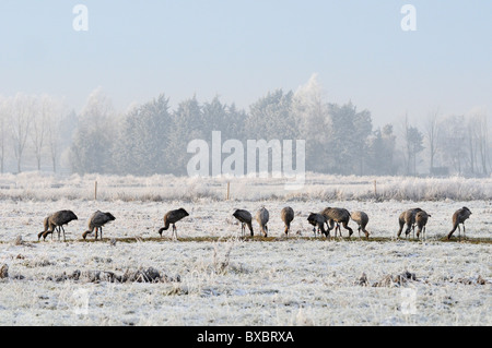 Troupeau de la common / grues eurasien (Grus grus) en quête de grains éparpillés sur les pâturages couverts de neige, congelé Banque D'Images